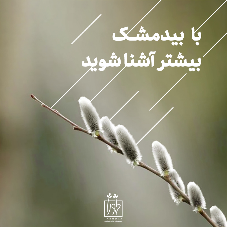 عرق بیدمشک طبیعی طهورا