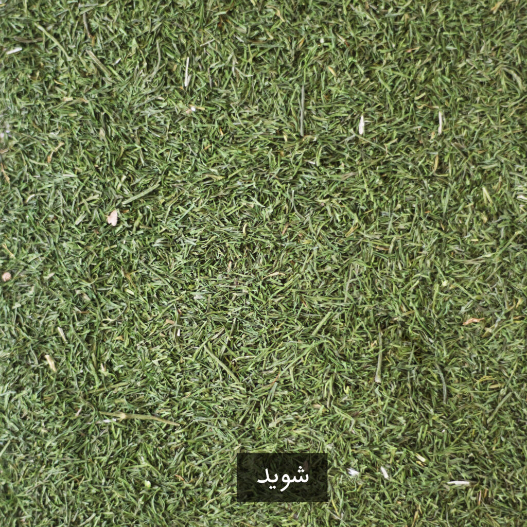شوید کوهی طهورا