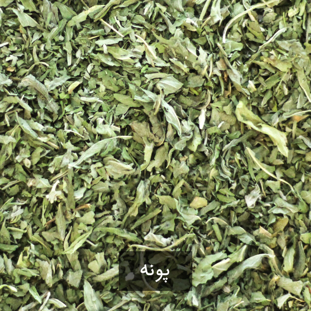 پونه کوهی طهورا